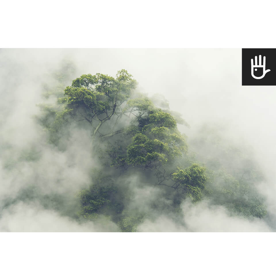 las tropikalny w mgle w japonii samotne drzewo podgląd