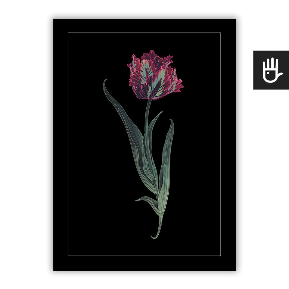 Plakat Tulipan Papuzi na czarnym tle