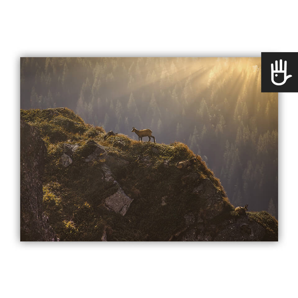 Plakat Kozice górskie ze zwierzętami na tle górskiego krajobrazu