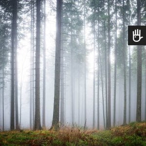 Kadr fototapety Tajemniczy mglisty las z pięknym lasem we mgle