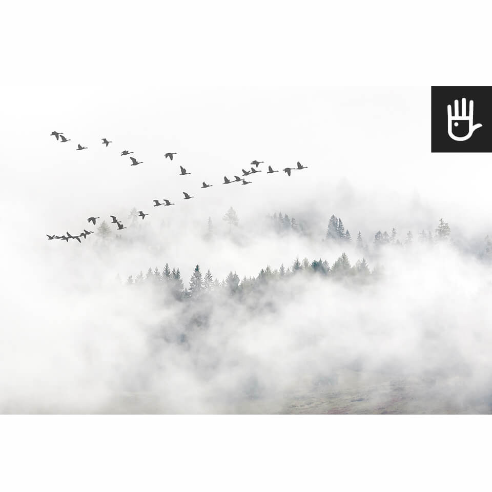 widok całej fototapety z kluczem dzikich gęsi nad lasem we mgle