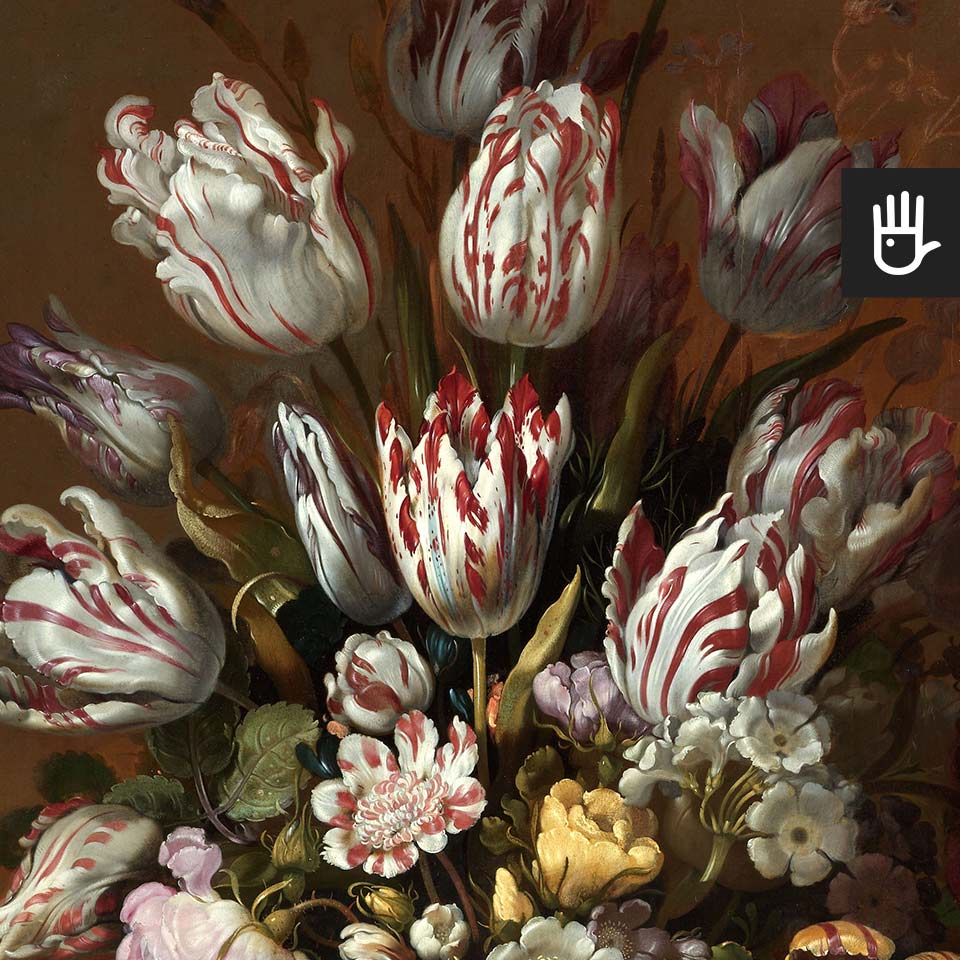 Fototapeta holenderskie tulipany z dużymi biało-czerwonymi kwiatami na bordowym, ciemnym tle.