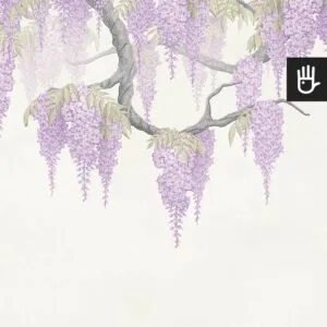 Fototapeta Fioletowe Wisterie z gałęziami wisterii obwieszonymi kiśćmi kwiatów w kolorze fioletowym