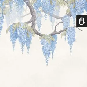 Fototapeta Niebieskie Wisterie z gałęziami wisterii obwieszonymi kiśćmi kwiatów w kolorze niebieskim